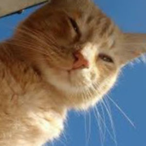 Meet your Posher, Meow